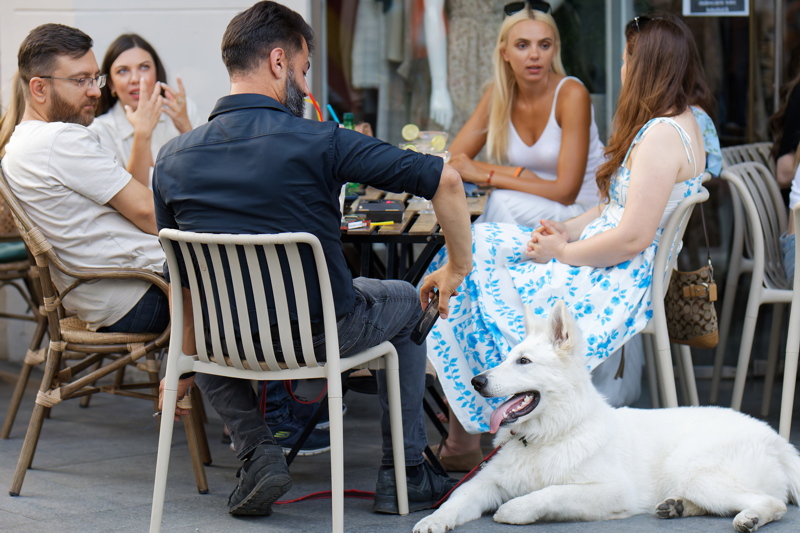 28 -Group of people enjoying time on a cafe terrace with a large white dog lying nearby